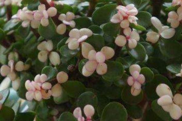 金枝玉叶的养殖方法，选择疏松肥沃、排水性良好的沙质土壤为佳