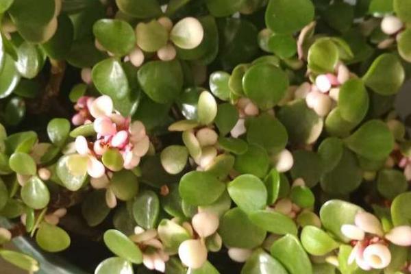 金枝玉叶的养殖方法，选择疏松肥沃、排水性良好的沙质土壤为佳