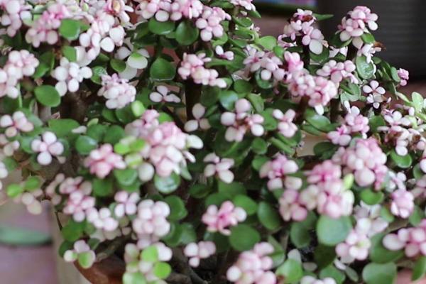 金枝玉叶的养殖方法，选择疏松肥沃、排水性良好的沙质土壤为佳