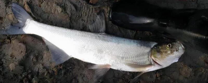 冬天选什么天气钓翘嘴