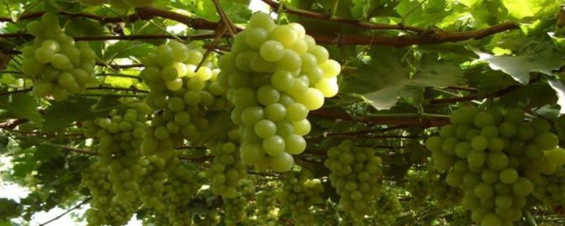 葡萄喜欢什么样的环境