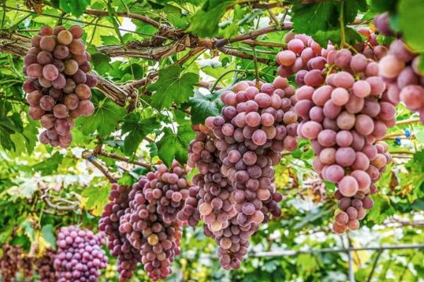 葡萄喜欢什么样的环境,生长时需要充足的光照条件