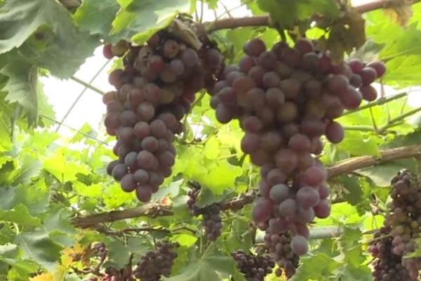 葡萄喜欢什么样的环境,生长时需要充足的光照条件