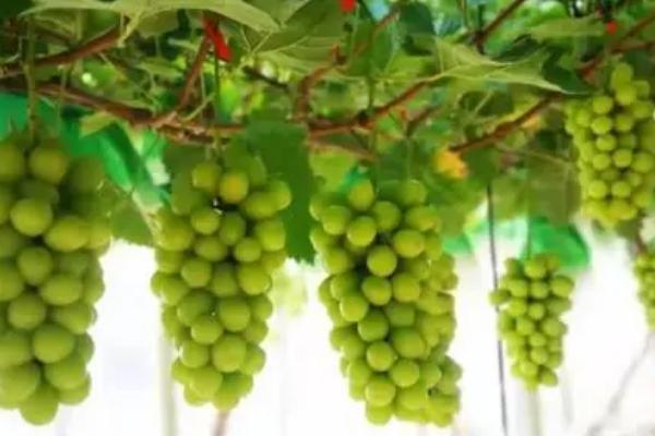 葡萄喜欢什么样的环境,生长时需要充足的光照条件