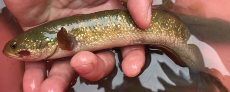 七星鱼的养殖周期