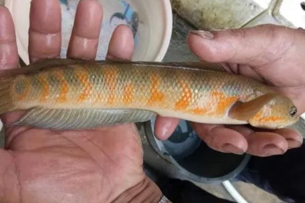 七星鱼的养殖周期，养殖周期为12-18个月