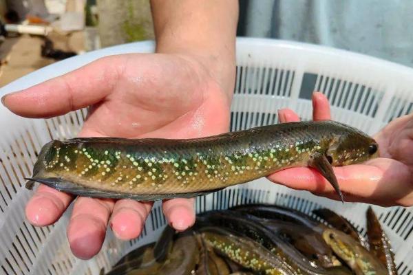 七星鱼的养殖周期，养殖周期为12-18个月