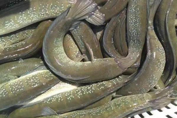 七星鱼的养殖周期，养殖周期为12-18个月