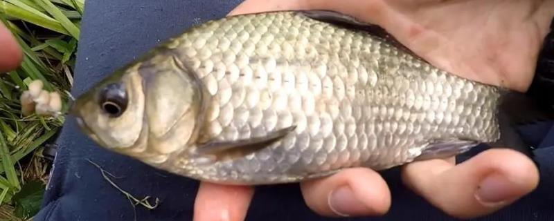 春天怎么钓鲫鱼