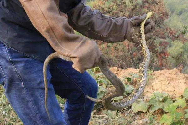 雄黄驱蛇的正确使用方法，可直接将雄黄粉撒在家里