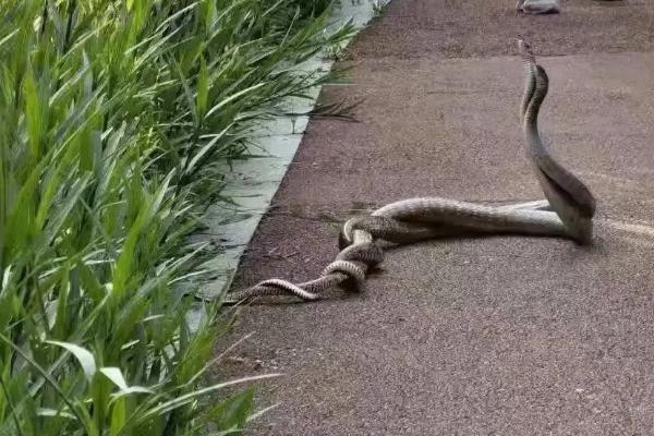 雄黄驱蛇的正确使用方法，可直接将雄黄粉撒在家里