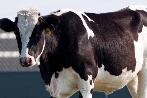 奶牛一天能产多少奶,一般为5-20公斤左右/天