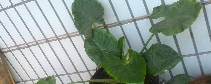 种滴水观音施什么肥