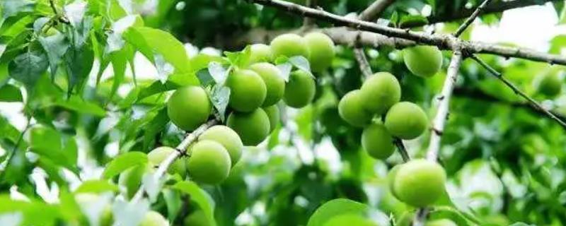 梅子是什么季节熟