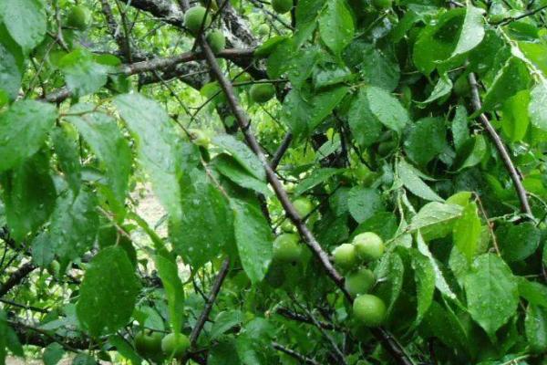 梅子是什么季节熟，一般在夏天成熟