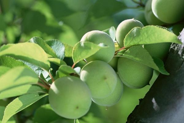 梅子是什么季节熟，一般在夏天成熟