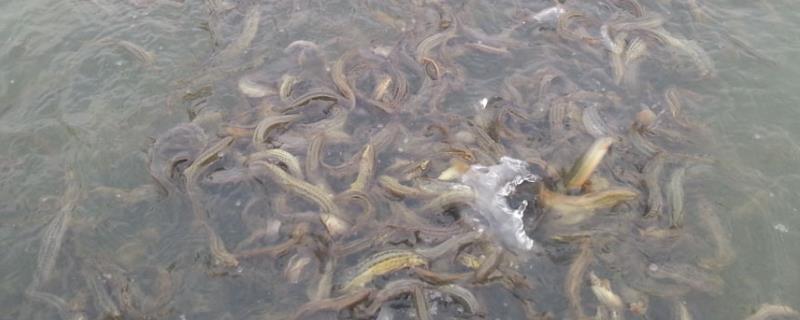 泥鳅应该喂什么东西