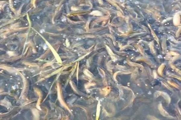 泥鳅应该喂什么东西，可投喂植物性饲料以及动物性饲料