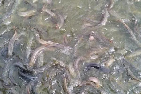 泥鳅应该喂什么东西，可投喂植物性饲料以及动物性饲料