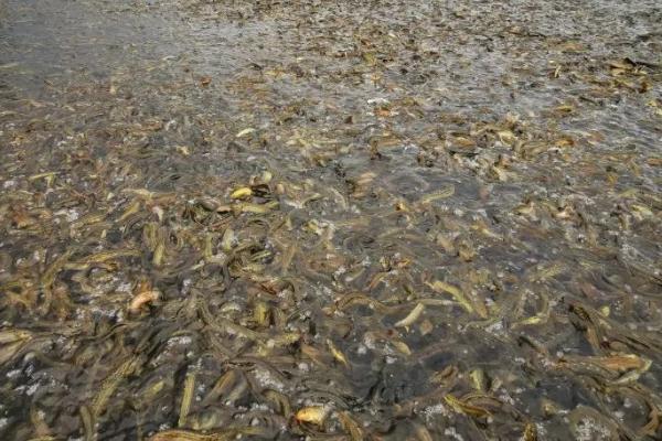 泥鳅应该喂什么东西，可投喂植物性饲料以及动物性饲料