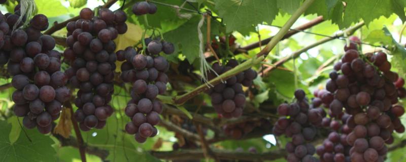 葡萄不结果的解决方法