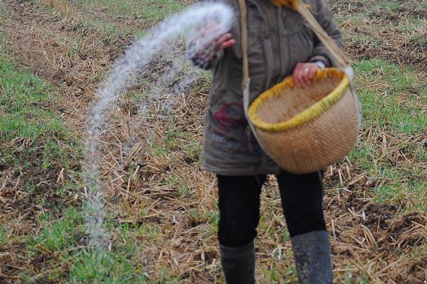 氨基酸肥料的功效与作用，可增强抗性、均衡营养和解除药害等