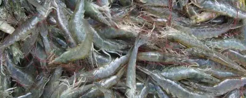 对虾高位池的养殖方法