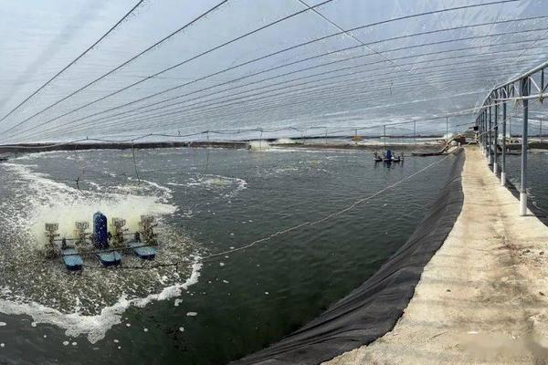 对虾高位池养殖技术，养殖池应尽可能靠近海边