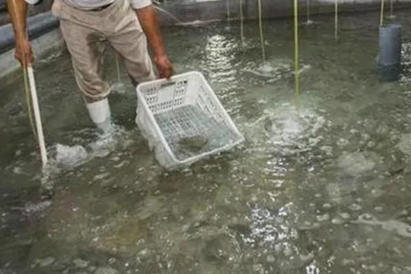 对虾高位池养殖技术，养殖池应尽可能靠近海边