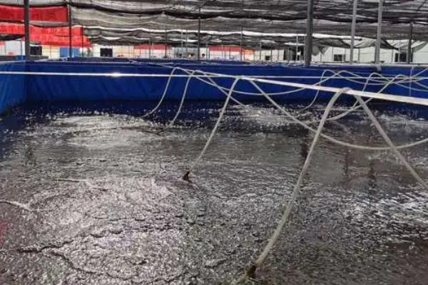 对虾高位池养殖技术，养殖池应尽可能靠近海边