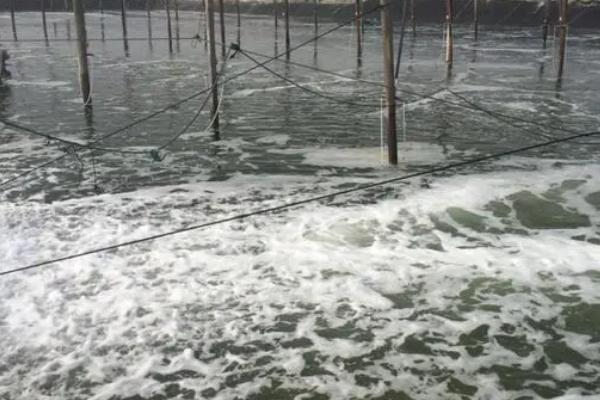 对虾高位池养殖技术，养殖池应尽可能靠近海边