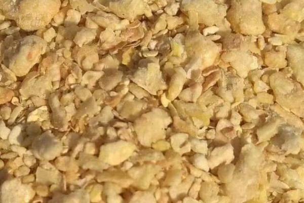 猪生吃豆粕的危害，一开始会产生腹泻的症状