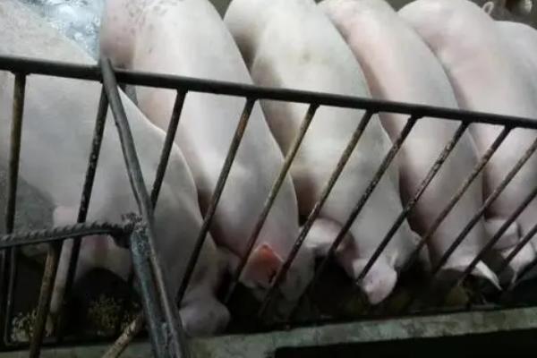 猪生吃豆粕的危害，一开始会产生腹泻的症状