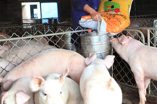 猪生吃豆粕的危害，一开始会产生腹泻的症状