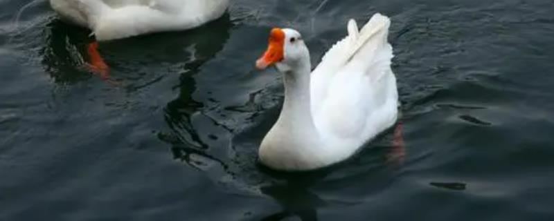 如何让啄壳的鹅快速破壳