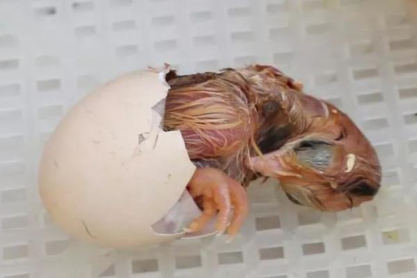 如何让啄壳的鹅快速破壳，可以用温水短时间浸泡鹅蛋