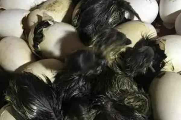 如何让啄壳的鹅快速破壳，可以用温水短时间浸泡鹅蛋