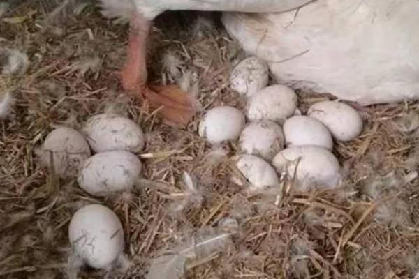 如何让啄壳的鹅快速破壳，可以用温水短时间浸泡鹅蛋