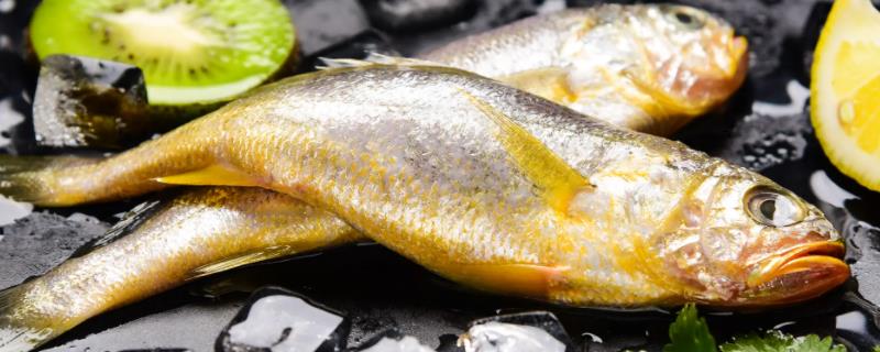 黄花鱼属于深海鱼吗