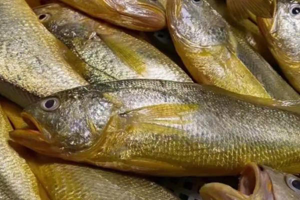 黄花鱼是深海鱼吗，不属于深海鱼