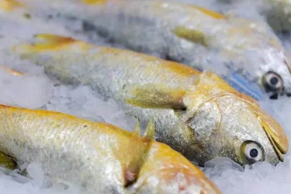 黄花鱼是深海鱼吗，不属于深海鱼