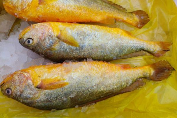 黄花鱼是深海鱼吗，不属于深海鱼