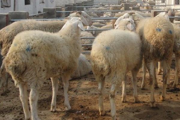 新手怎样养羊，不同阶段的羊的养殖方法不同