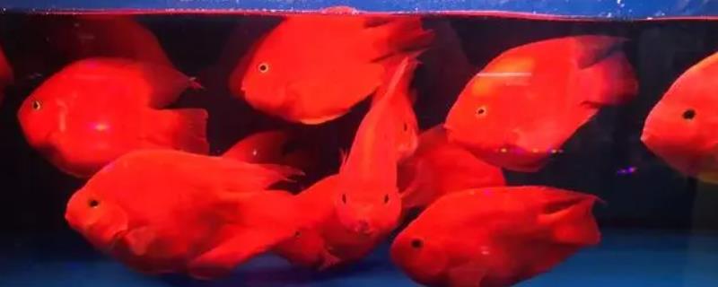 宝蓝迷你鹦鹉鱼怎么分公母