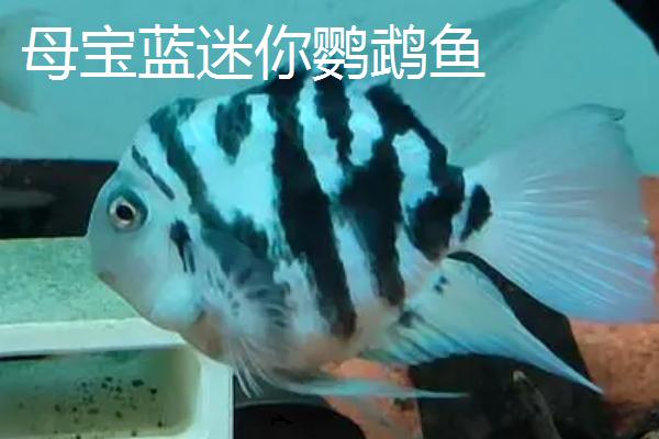 宝蓝迷你鹦鹉鱼怎么分公母，可以通过颜色、性格、鱼鳍和生殖孔来辨别