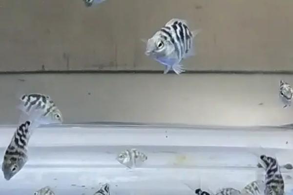 宝蓝迷你鹦鹉鱼怎么分公母，可以通过颜色、性格、鱼鳍和生殖孔来辨别