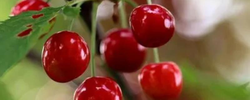 樱桃果实的发育周期