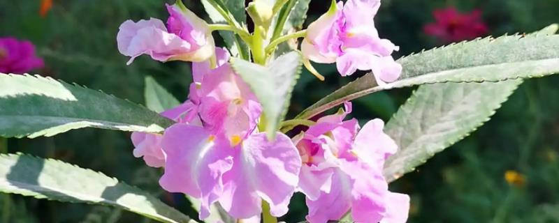 海娜花什么时候开花