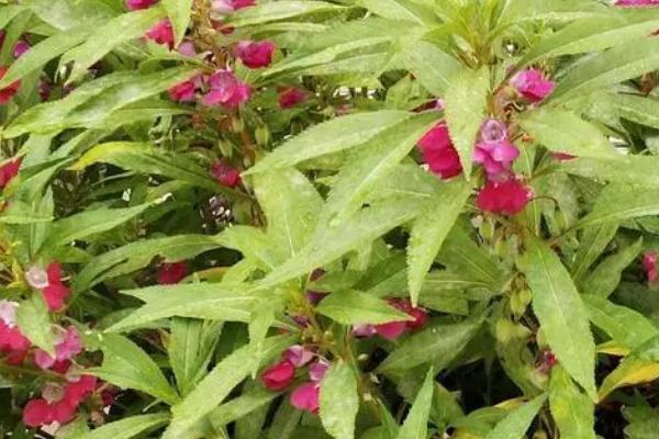 海娜花什么时候开花，在6月-10月开花