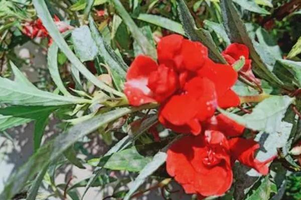 海娜花什么时候开花，在6月-10月开花